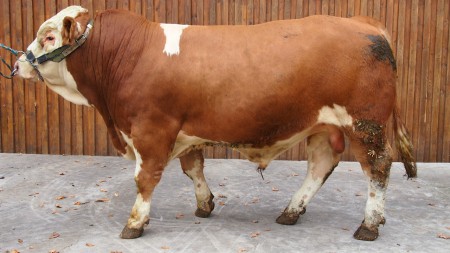 Gerser Pp*   V: Gormo  MV: Supro   1670 g  TgZ    VERKAUFT!