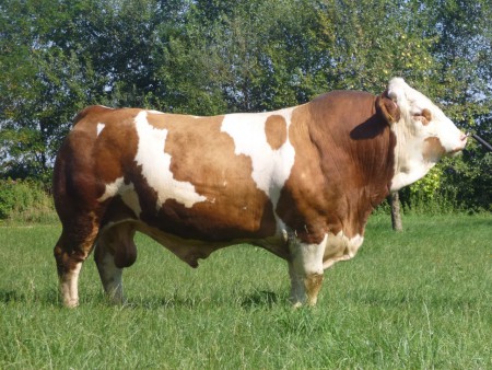 Posco PS,  Poker PP x Salmy, Deckeinsatz 2011-2013