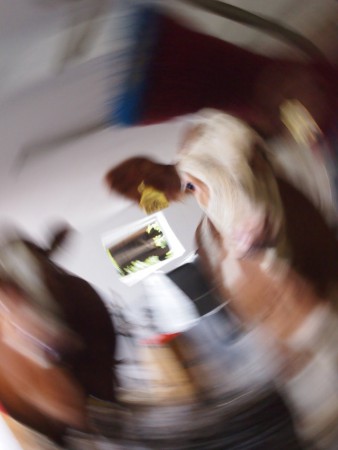 Bei uns dreht sich alles ums Rindviech