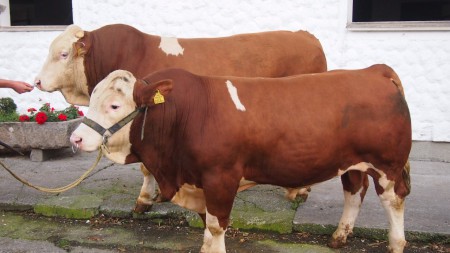 KW Ambros PS und KW Vili Pp